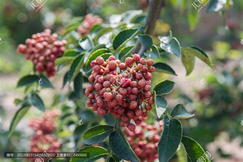 花椒树|花椒树